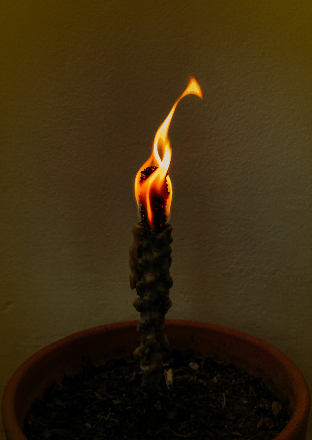 Witches Torch (Hag Tapers)